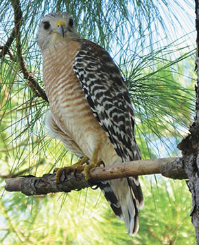 Red-Shouldered Hawk on pine tree branch.