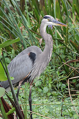 Blue Heron in reeds.