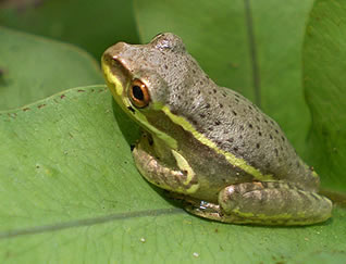 Tree Frog on Lily Pad.