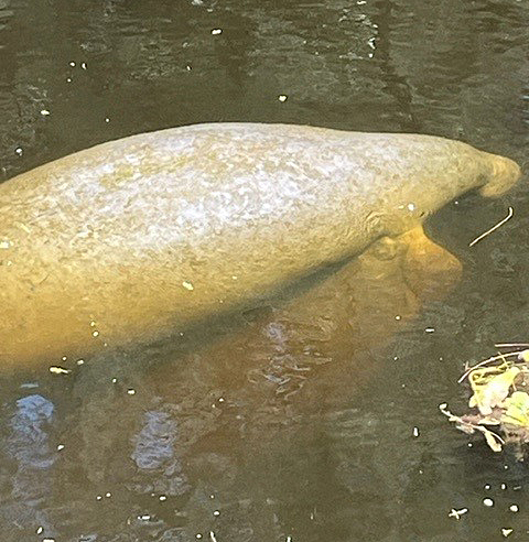 Mother and baby manatees in a canal