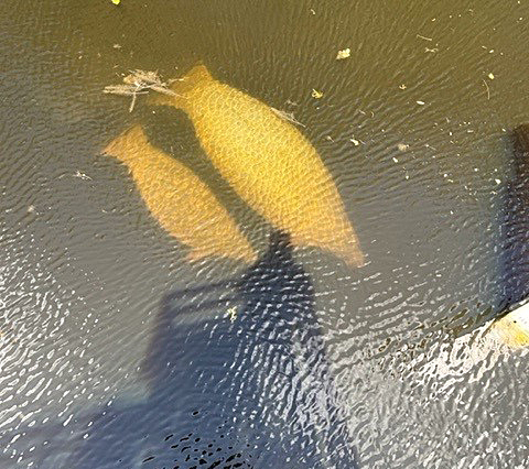 Mother and baby manatees side by side in canal