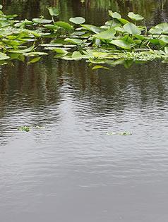 Image showing canal with vegetation