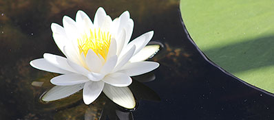 lily pad flower