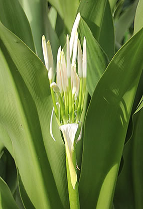 White flower